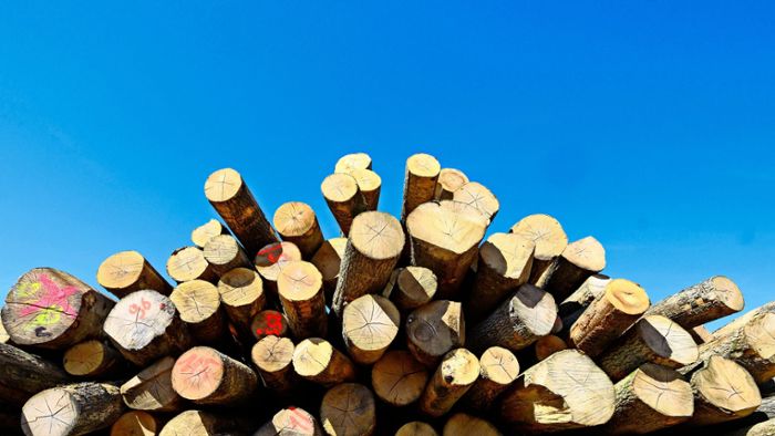Buchenholz kann in Kippenheimnur noch ersteigert werden