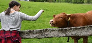 Neben der Mönchhof-Sägemühle in Vesperweiler grasen Kühe. Sie liefern die Zutaten für die Vesper-Variationen, die den Gästen serviert werden. Foto: Hopp Foto: Schwarzwälder Bote