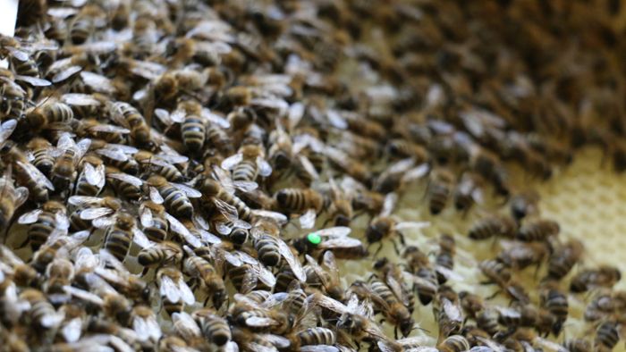 Wespenplage entpuppt sich als verirrter Bienenschwarm