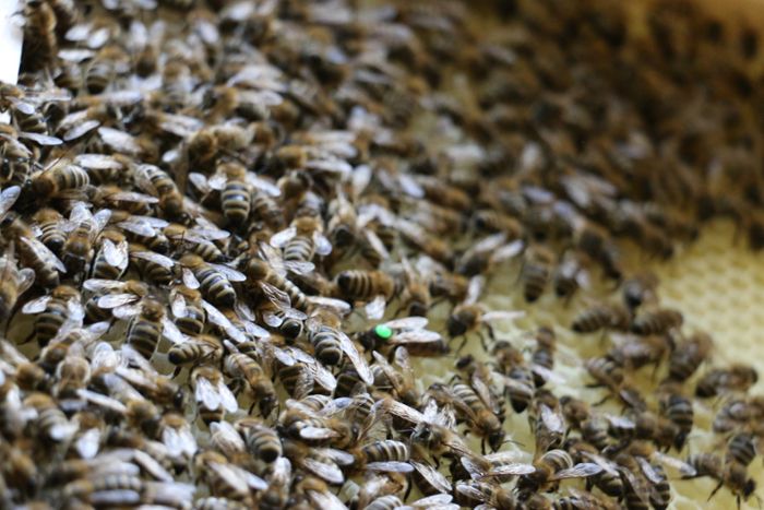 Bienenstöcke beschädigt: Unbekannte am Werk - Insekten in Schiltach vermutlich nicht mehr zu retten