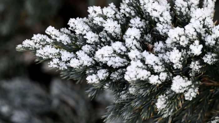 Frost und Minusgrade am Sonntag - Weihnachtsbaum schützen