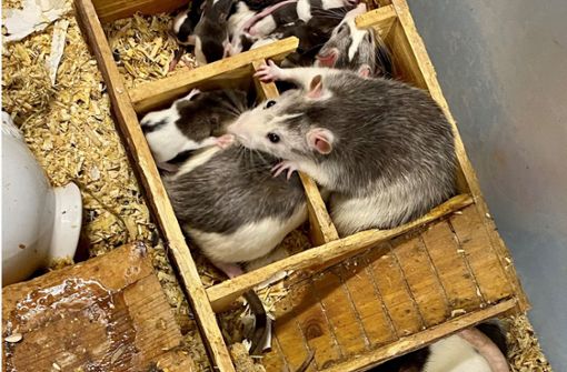 In einer Karlsruher WG wurden 100 Ratten gefunden. Foto: dpa/Veterinäramt Stadt Karlsruhe