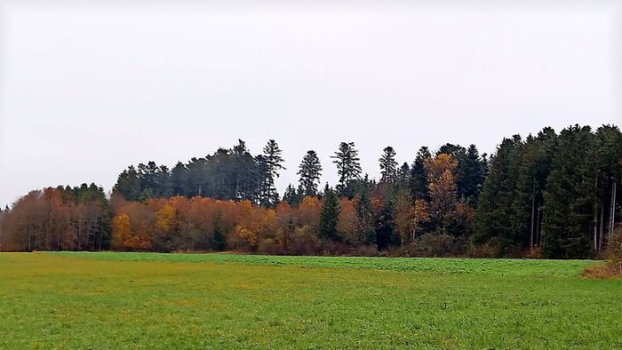 Im Beffendorfer Wald wird kein Nadelholz mehr gepflanzt