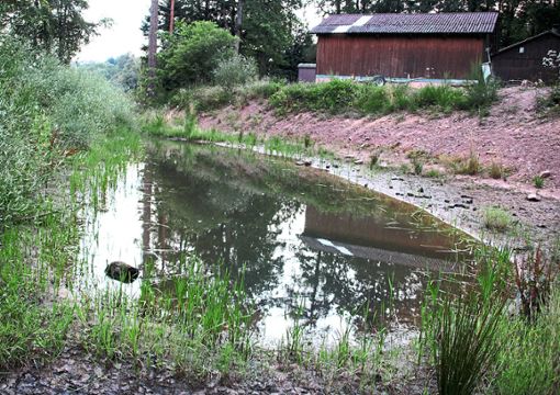 Sehr zufrieden sind Gemeinde und Rat mit dem Regenüberlaufbecken samt Biotop. Foto: Gegenheimer Foto: Schwarzwälder Bote