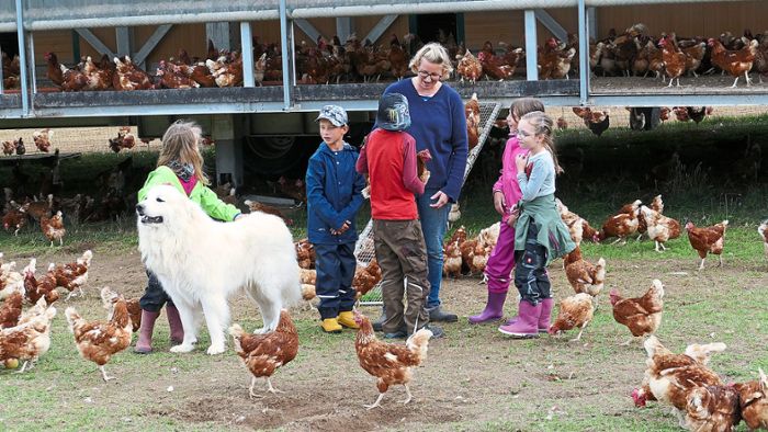 Kinder lernen Hühnerund Alpakas kennen
