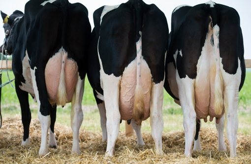 Milchkühe auf der Wiese – Die Milchpreise sinken stetig Foto: dpa-Zentralbild