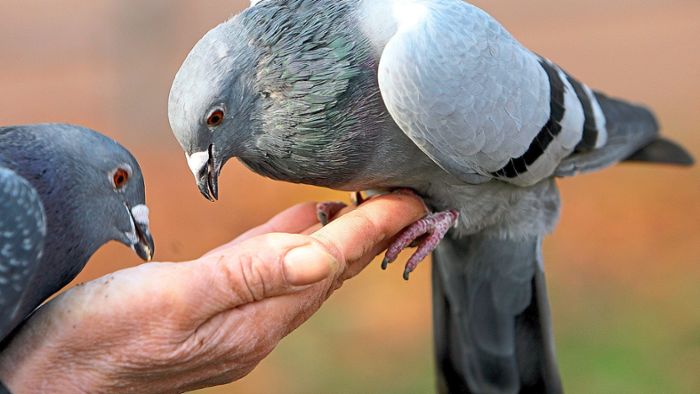 Gemeinde Bisingen bekämpft Taubenplage