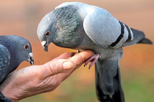 Die Gemeinde Bisingen will gegen die Vermehrung der Tauben im Ort vorgehen. (Symbolfoto) Foto: Becker