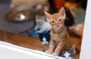 Ein kleine Katze steht im Tierheim Lahr (Ortenaukreis) hinter einer Glasscheibe. Foto: dpa/Philipp von Ditfurth