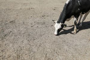 Ein Rind hält seine Nase knapp über ausgetrocknetem Boden. Foto: Woitas Foto: Schwarzwälder Bote