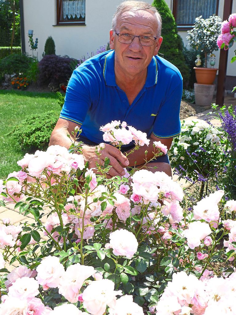 Eine zweite Leidenschaft neben dem Fußball: Richard Armbruster und die Rosen vor seinem Haus in Bondorf.  Foto: Geideck