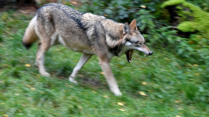 Wolf im Odenwald gesichtet