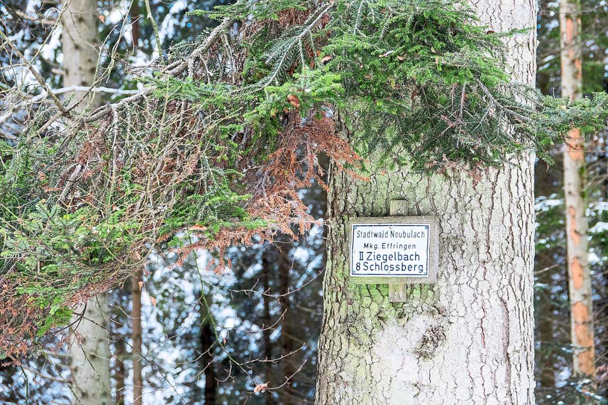 Ein Hinweisschild am Baum: Der Bulacher Ziegelbachwald auf Effringer Markung.