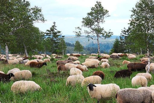 Nach dem Vortrag am 18. August geht es zu den Schafherden auf den Grinden. Foto: Kolb Foto: Schwarzwälder-Bote