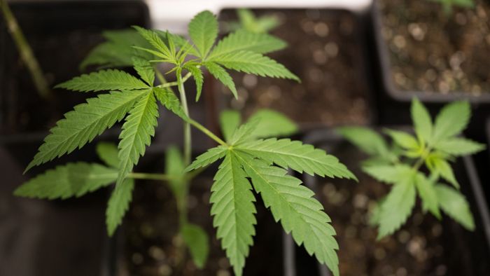 Cannabis-Freigabe nimmt nächste Hürde