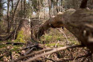 Totholzbereiche sollen laut Forstamt auch im Schömberger Gemeinderwald ausgewiesen werden.  Foto: Becker Foto: Schwarzwälder Bote