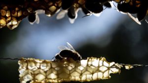 Millionen Bienen wurden bislang getötet