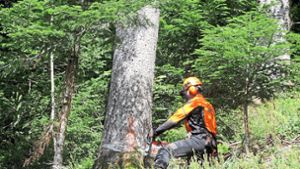 Forstschutz steht weiterhin im Vordergrund