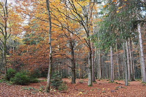 Der Königsfelder Forst ist Thema im Rat.  Foto: Zelenjuk Foto: Schwarzwälder Bote