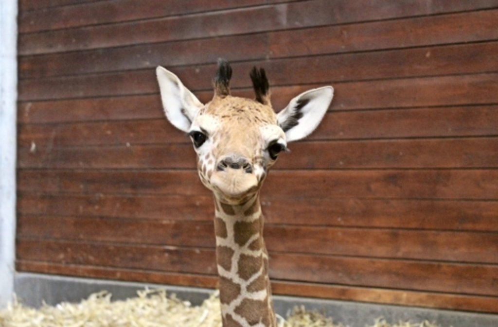 Das am 31. Januar geborene Giraffenbaby ist bereits ein Star im Internet