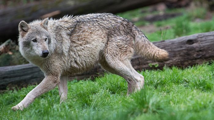 Wildtiere in Baden-Württemberg: Was tun, wenn man einem Wolf begegnet?