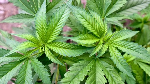 Wegen des Besitzes von Cannabis ist ein 19-Jähriger vor dem Horber Amtsgericht nicht mehr verurteilt worden. (Symbolfoto) Foto: Patrick Pleul/dpa/Patrick Pleul