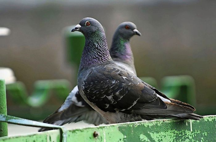 Tauben in Balingen: Anwohner Klagen über neue Dimension  bei der Plage