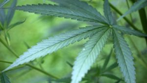 Debatte über Legalisierung von Cannabis nimmt Fahrt auf