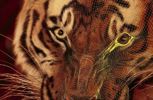 Ein Pixelhaufen wurde zum Raubtier mit 10 Millionen Haaren geformt: Tigervorstufe für „Life of Pi“ Foto: FMX