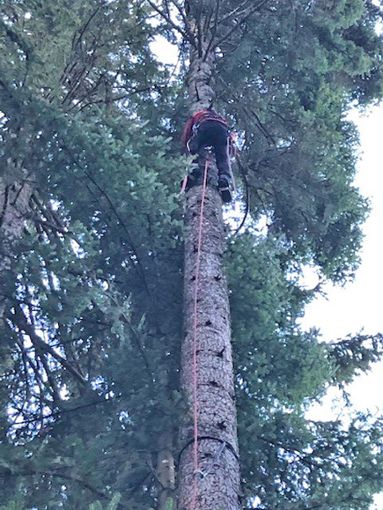 Ausgerüstet mit Steigeisen und mehrfach gesichert versuchte ein Mitglied der Bergwacht,  die Katze von einem hohen Baum zu retten. Foto: Feuerwehr