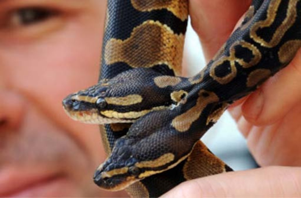 Nach Angaben des Schlangenzüchters Broghammer ist es die weltweit zweite Python, die mit zwei Köpfen zur Welt gekommen ist.