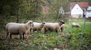 Schafe stehen auf einer Weide. In Gruol wurden Tiere getötet – die Ursache zu finden ist schwer.  Foto: Symbolfoto: Gollnow