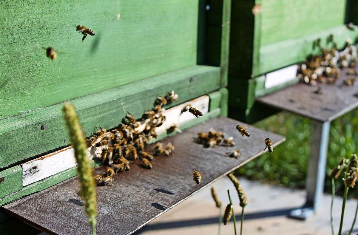 Die Bienen stehen beim Imkertag im Mittelpunkt. Foto: Störr/Störr