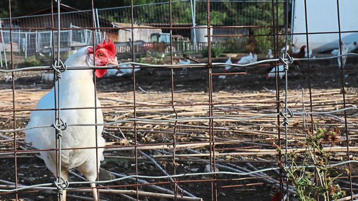 Stahlmatten schützen Hühner vor Fuchs-Angriffen