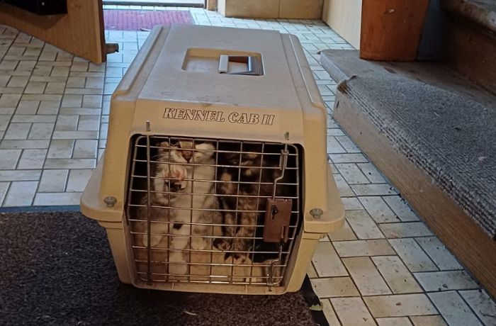 Oberndorfer Katzenstation: Korb mit vier Katzen einfach vor der Tür abgestellt