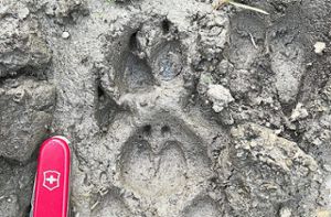 Beim Fund dieser Spur waren sich Experten schon sicher, dass ein Wolf in Mühlenbach unterwegs gewesen ist. Eine DNA-Untersuchung hat dies nun bestätigt.  Foto: privat