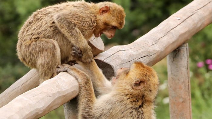 Zehn Affen brechen aus Tierpark aus
