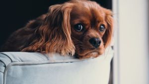 Stadt nimmt Hundesteuer-Sünder ins Visier
