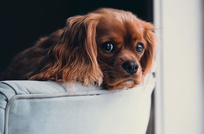 Haustür-Kontrollen in Trossingen: Stadt nimmt Hundesteuer-Sünder ins Visier