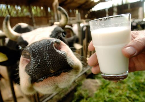 Die Lösung der Bundesregierung in Sachen Nitratwerte sieht der Bund Deutscher Milchviehhalter nur als Symptom- aber nicht als Ursachenbehandlung. Zudem würden pauschal alle bestraft und zu wenig differenziert. Foto: Schoelzchen Foto: Schwarzwälder Bote
