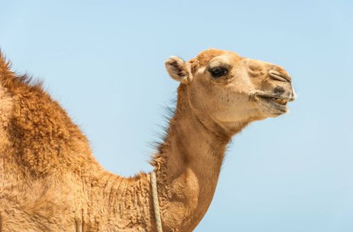 Aus einem Zirkus waren drei Kamele und drei Lamas ausgebrochen. (Symbolfoto) Foto: imago images/YAY Images/Kayco via www.imago-images.de