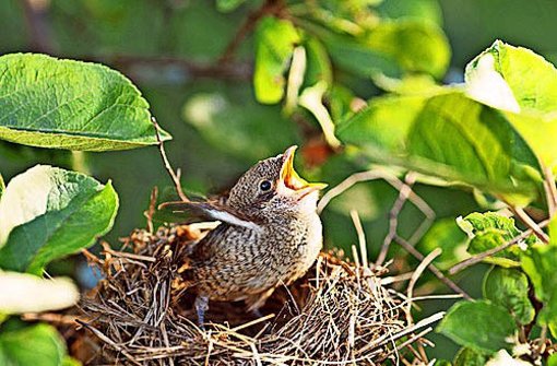 Tschilp: Ein Junges  im Nest – auch bei den Menschen ein bekanntes Motiv. Foto: Fotolia