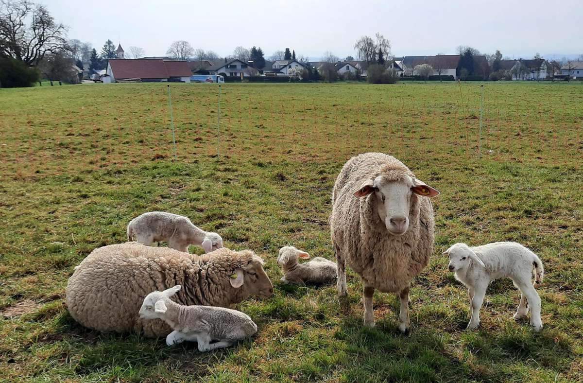 Eine Osterüberraschung für Wiesenstetten: 22 Lämmer werden kurz vor Ostern geboren. Hier sind ein paar davon zusammen mit zwei erwachsenen Schafen zu sehen. Foto: Hellstern