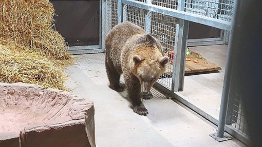Die Braunbärin Franca im Eingewöhnungsbereich des Alternativen Wolf- und Bärenparks.   Foto: Stiftung für Bären