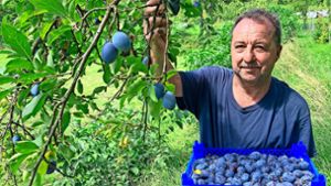 Friesenheimer Obstbauer erwartet herausragendes Jahr für Zwetschgen