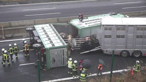 Rinder müssen 12. Dezember  von der Autobahn bei Pforzheim gerettet werden. Doch solche Szenen zu fotografieren, ist nicht einfach. Foto: 7aktuell.de/Kevin L/rmer