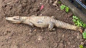 Passanten entdecken ausgestopftes Krokodil auf Baustelle