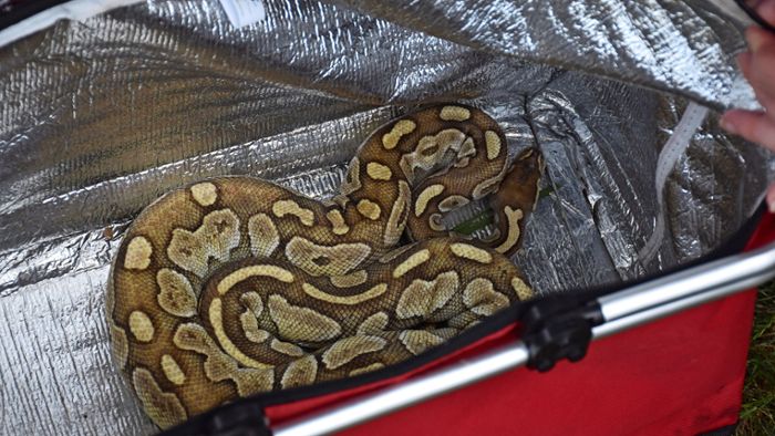Mittlerweile neun Schlangen am Tälesee entdeckt