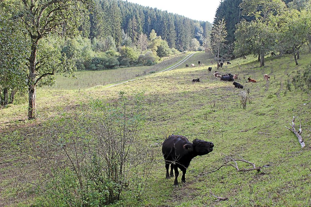 Der Abwasserverband baut im idyllischen Zitzmannsbrunnenbachtal Regenrückhaltebecken.  Foto: Steinmetz Foto: Schwarzwälder-Bote