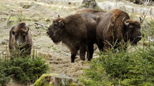 Nationalpark Schwarzwald: Zweiter Protestbrief in Sachen Wildtierpark